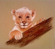 Lionceau
