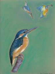Martin-pêcheur