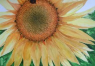 Tournesol