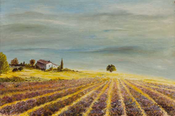 Champs de lavande