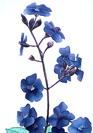 Fleur Bleues