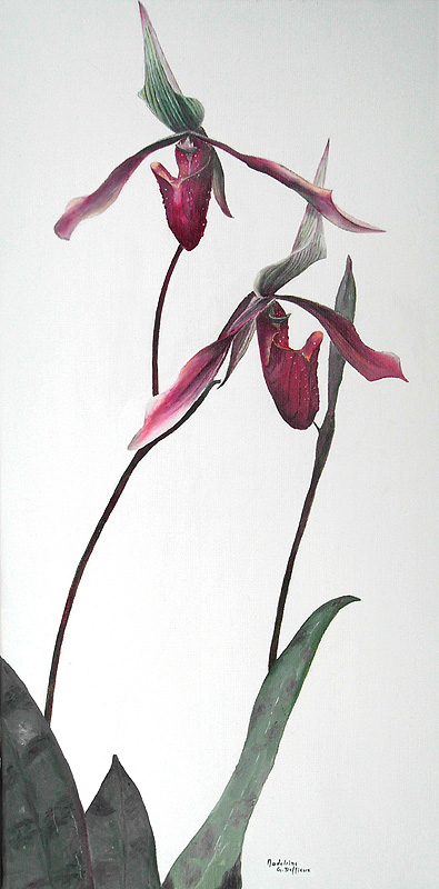 orchidee