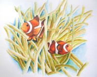 Poissons clown
