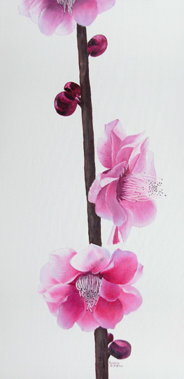sakura