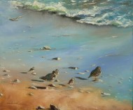 Oiseaux bord de mer181